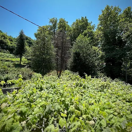 λευκή καμέλια * Anilio Pelion