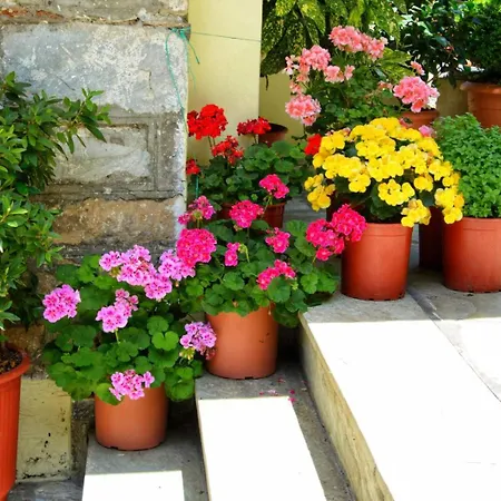 λευκή καμέλια * Anilio Pelion