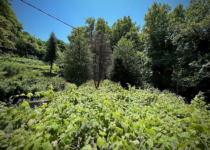 λευκή καμέλια * Anilio Pelion