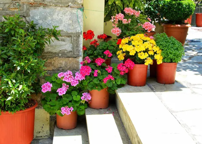 λευκή καμέλια * Anilio Pelion