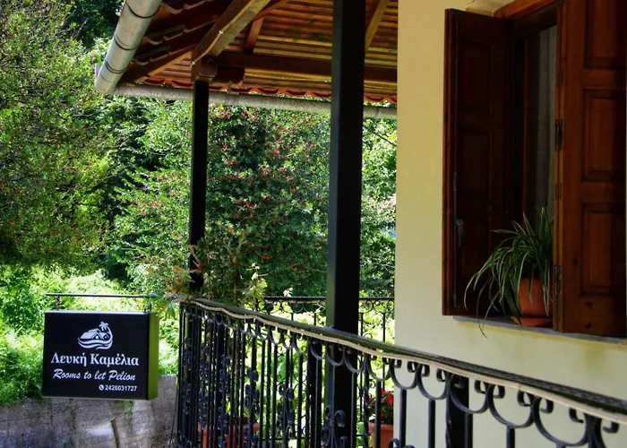 λευκή καμέλια *