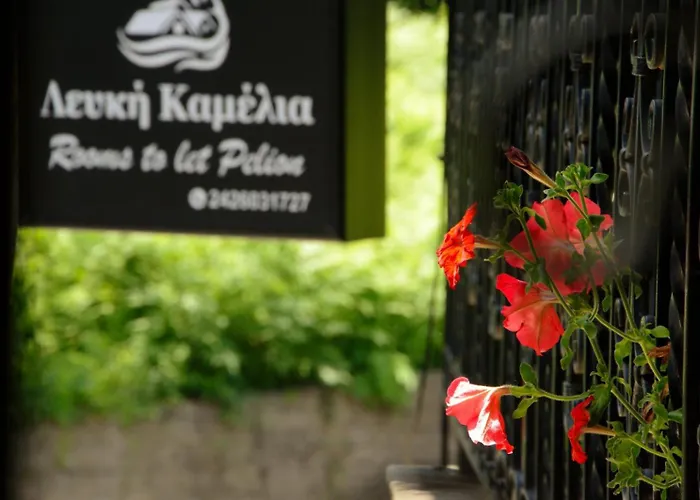 λευκή καμέλια *